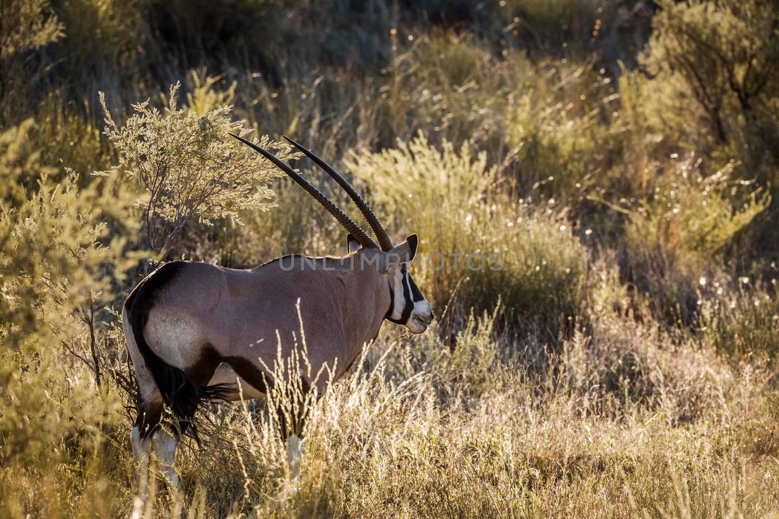 South African Oryx in grass backlit in morning light in Kgalagari transfrontier park, South Africa ; specie Oryx gazella family of Bovidae