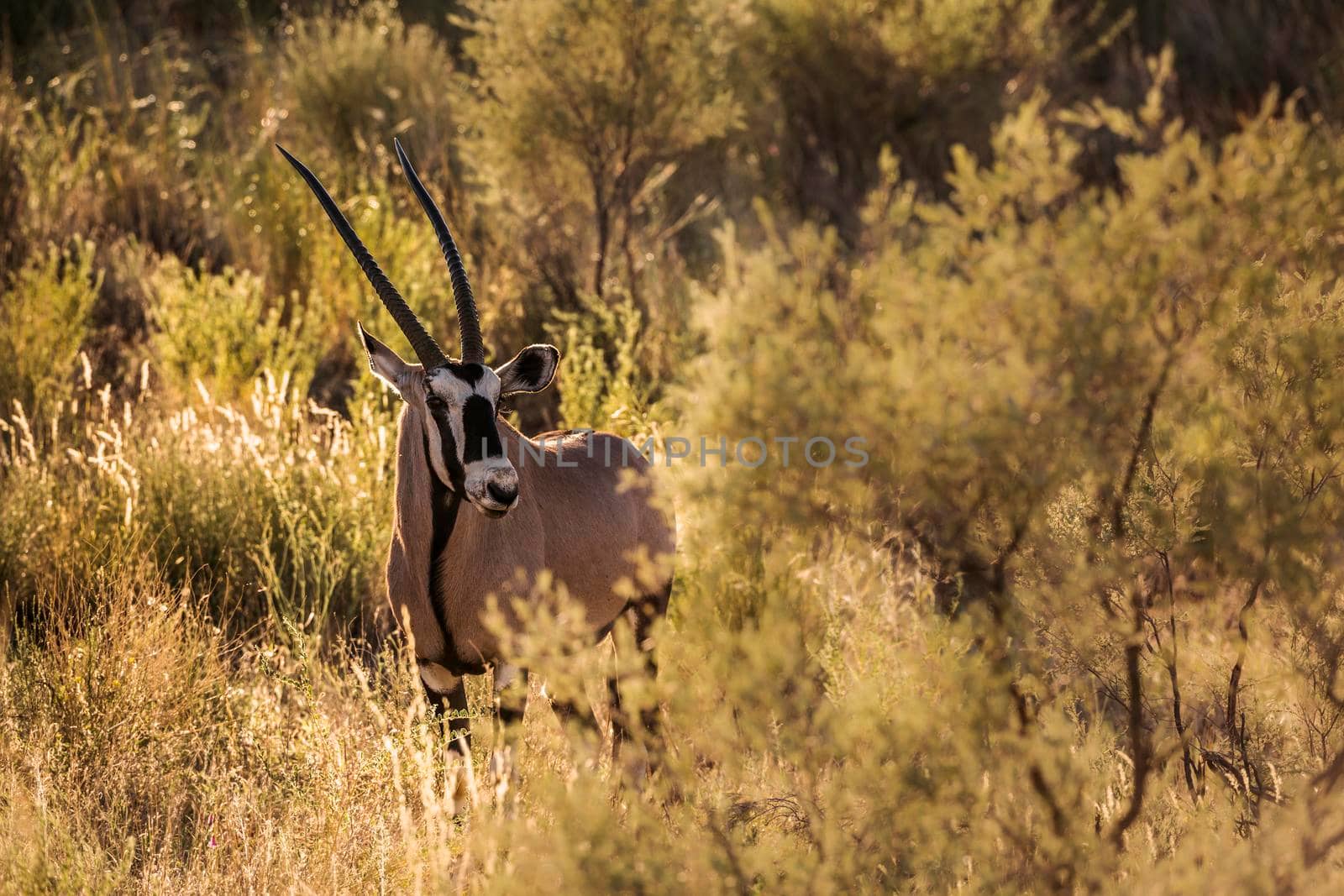South African Oryx in grass backlit in morning light in Kgalagari transfrontier park, South Africa ; specie Oryx gazella family of Bovidae