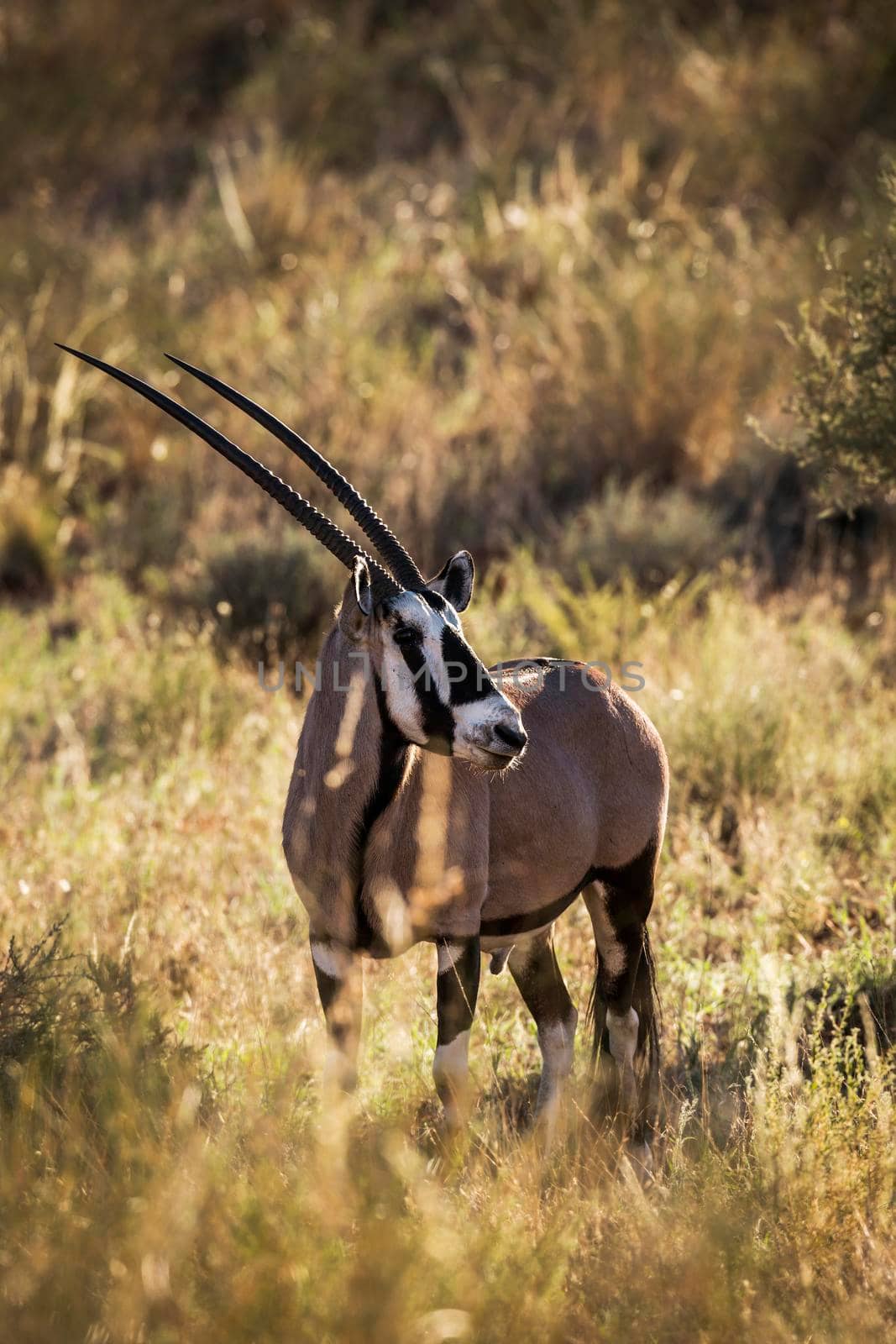 South African Oryx in Kgalagari transfrontier park, South Africa by PACOCOMO