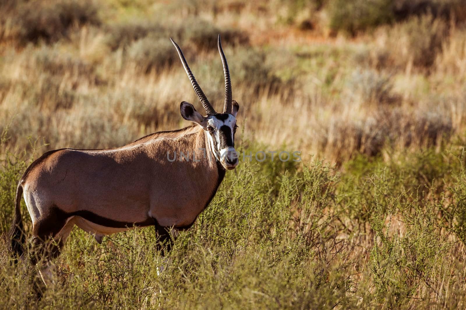 South African Oryx in Kgalagari transfrontier park, South Africa ; specie Oryx gazella family of Bovidae