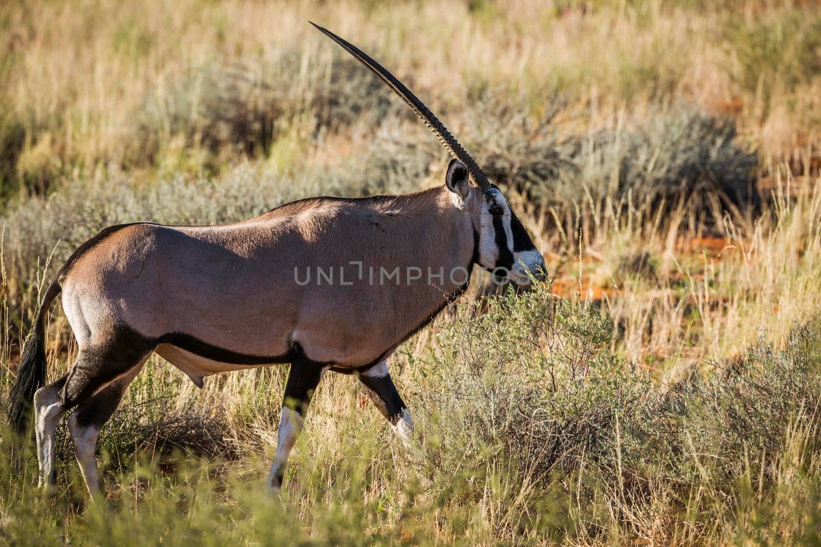 South African Oryx walking in savannah in Kgalagari transfrontier park, South Africa ; specie Oryx gazella family of Bovidae