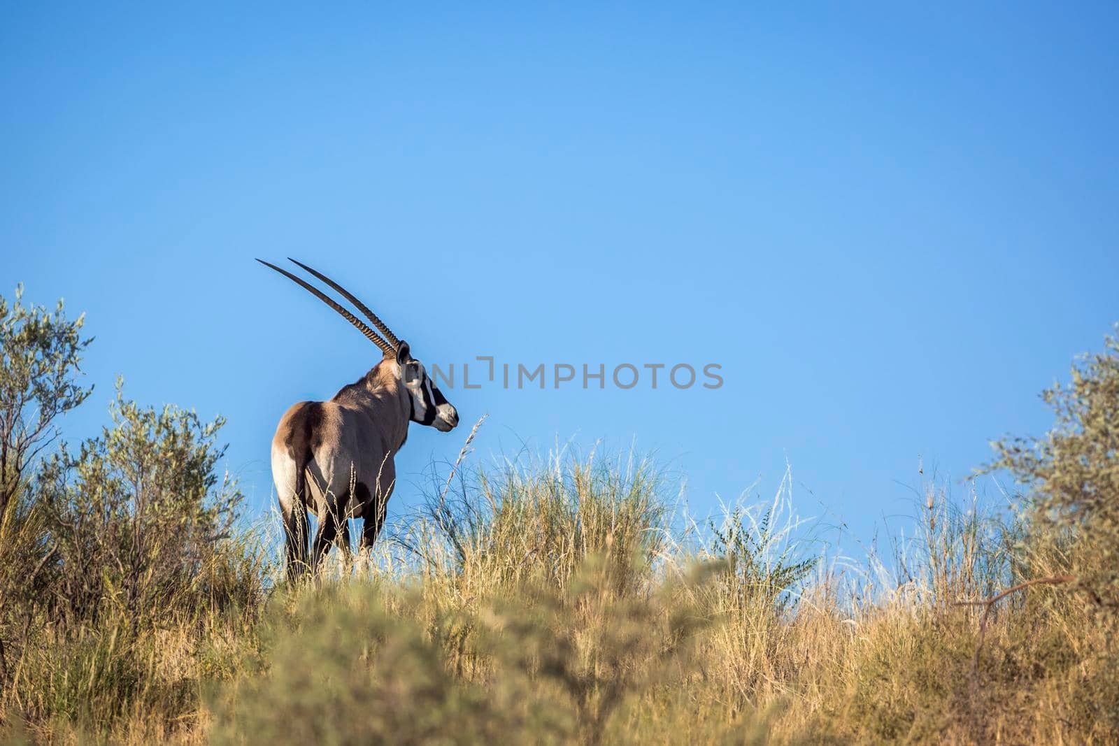 South African Oryx on top of a dune isolated in blue sky in Kgalagari transfrontier park, South Africa ; specie Oryx gazella family of Bovidae