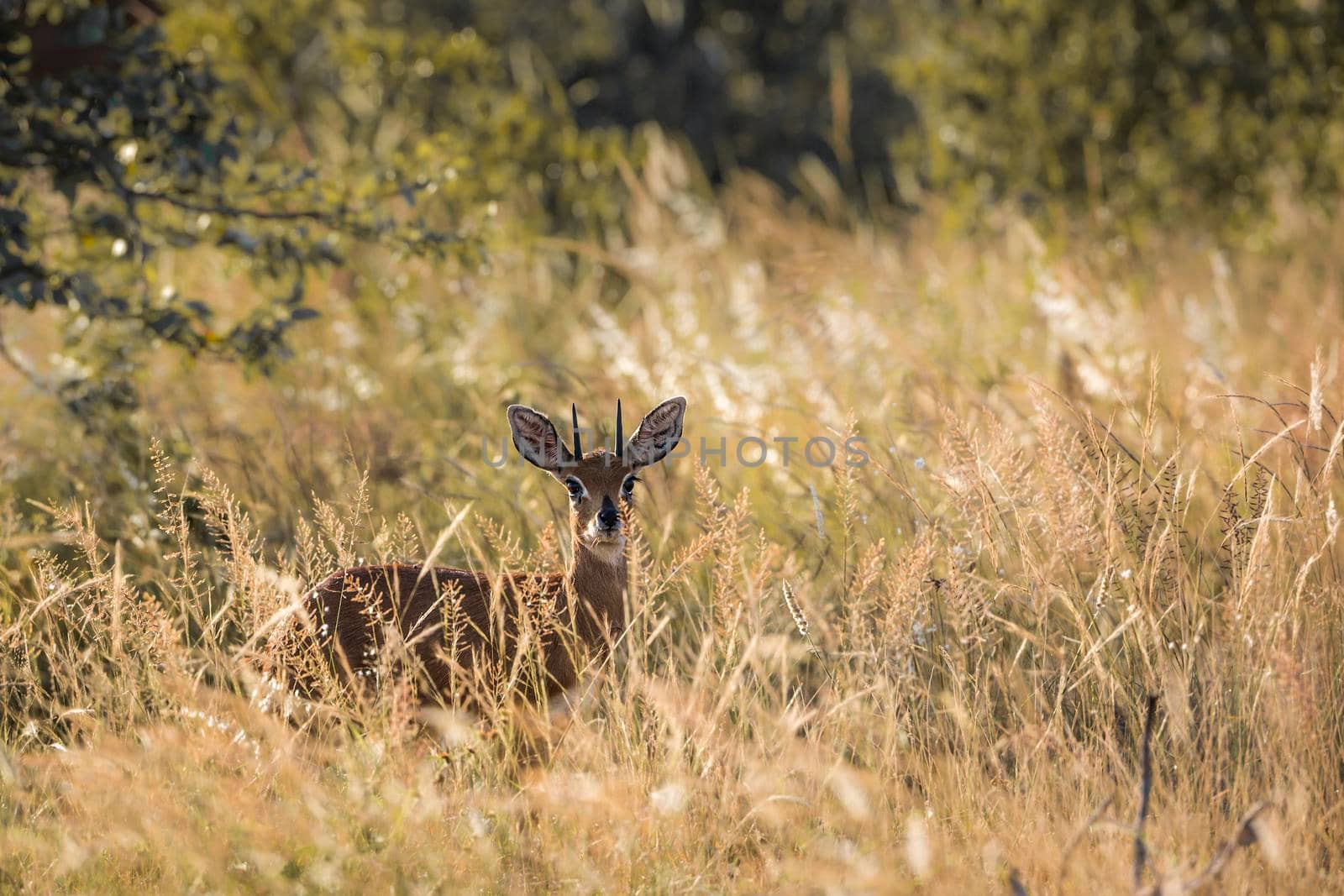 Steenbok in backlit grass in Kruger National park, South Africa ; Specie Raphicerus campestris family of Bovidae