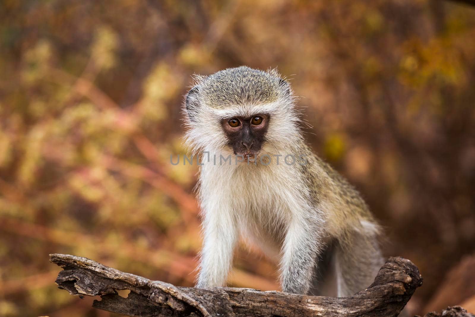 Cute young Vervet monkey with natural background in Kruger National park, South Africa ; Specie Chlorocebus pygerythrus family of Cercopithecidae