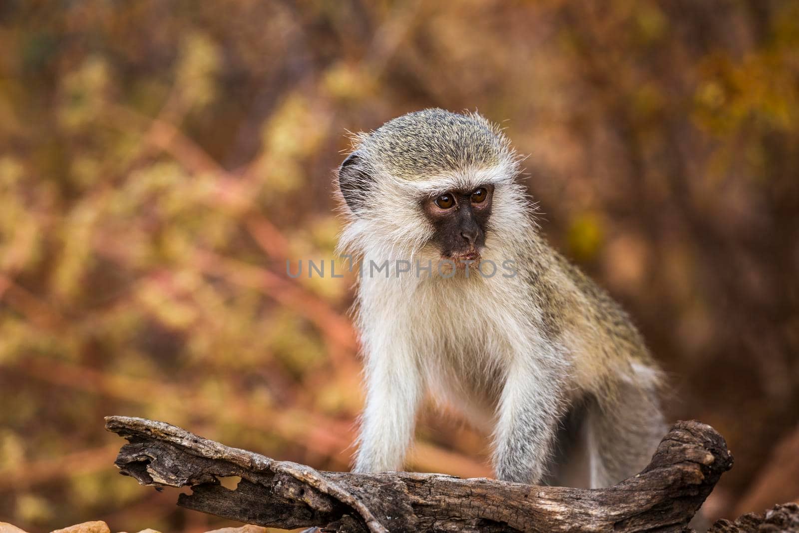 Cute young Vervet monkey with natural background in Kruger National park, South Africa ; Specie Chlorocebus pygerythrus family of Cercopithecidae