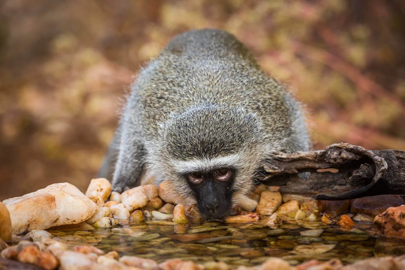 Vervet monkey drinking in waterhole in Kruger National park, South Africa ; Specie Chlorocebus pygerythrus family of Cercopithecidae