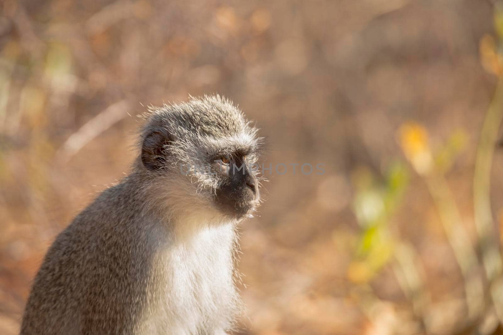 Vervet monkey portrait with blur natural background in Kruger National park, South Africa ; Specie Chlorocebus pygerythrus family of Cercopithecidae