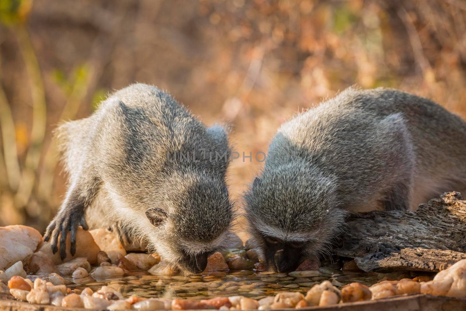Two Vervet monkey drinking at waterhole in Kruger National park, South Africa ; Specie Chlorocebus pygerythrus family of Cercopithecidae