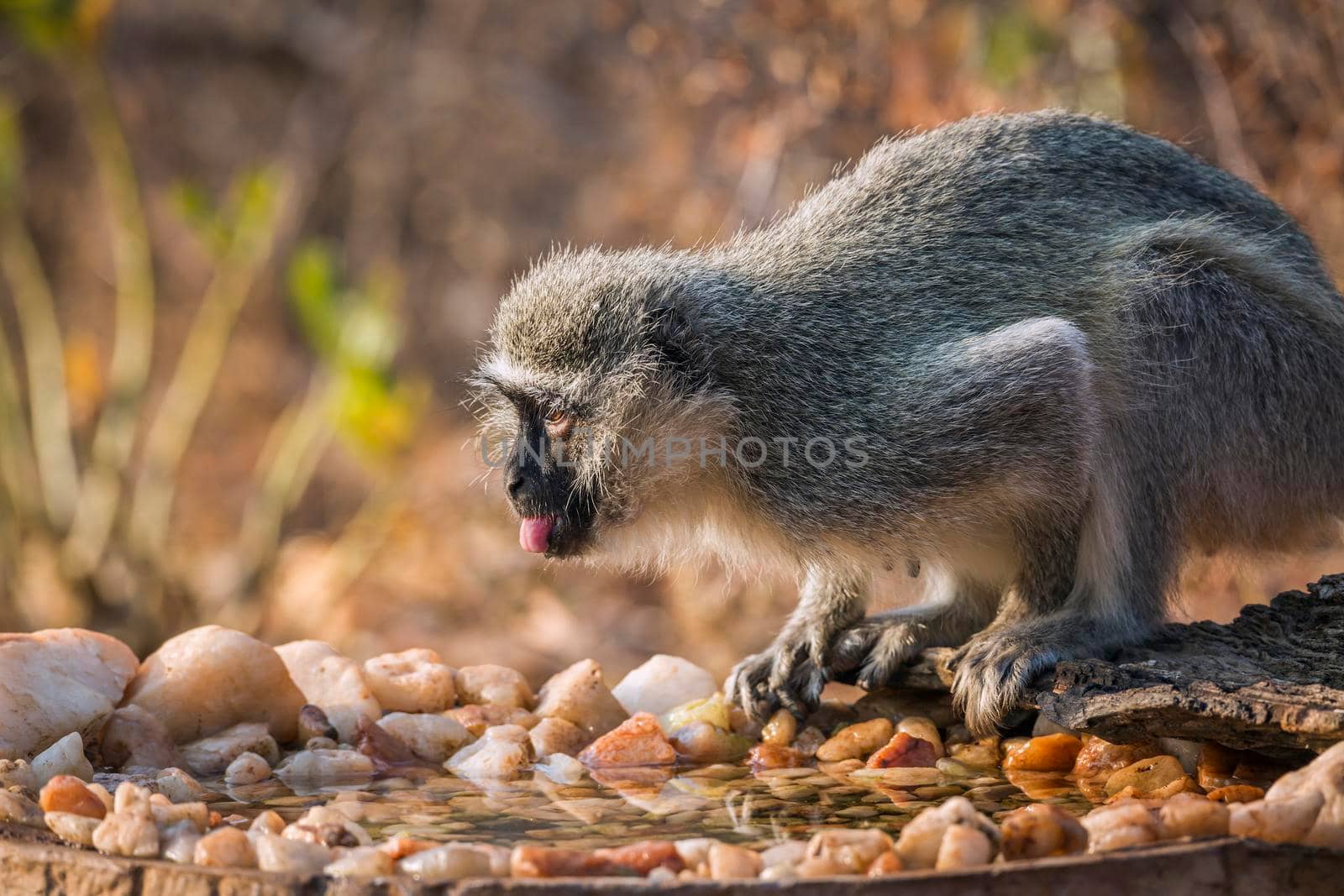 Vervet monkey standing at waterhole in Kruger National park, South Africa ; Specie Chlorocebus pygerythrus family of Cercopithecidae