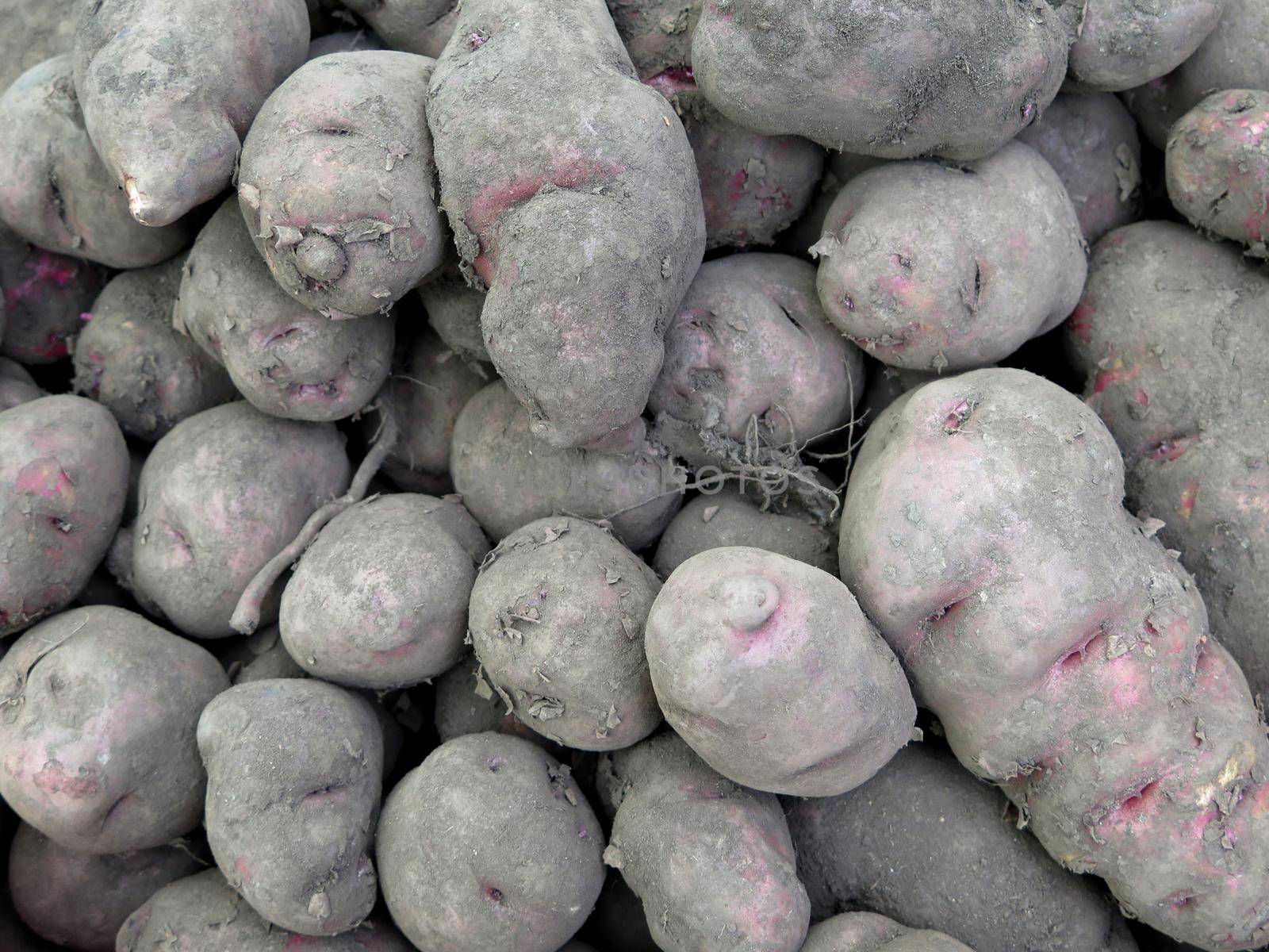 Peruvian Potatoes background by aroas