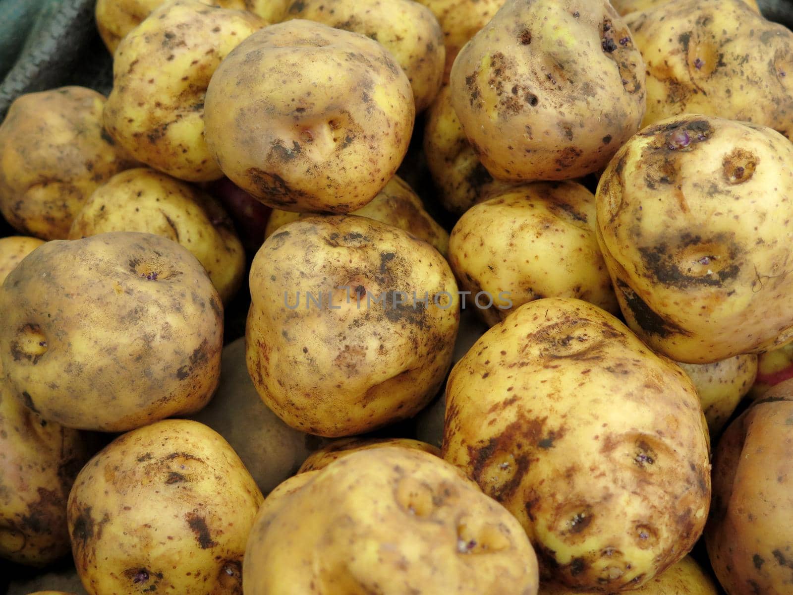 Peruvian Potatoes background by aroas