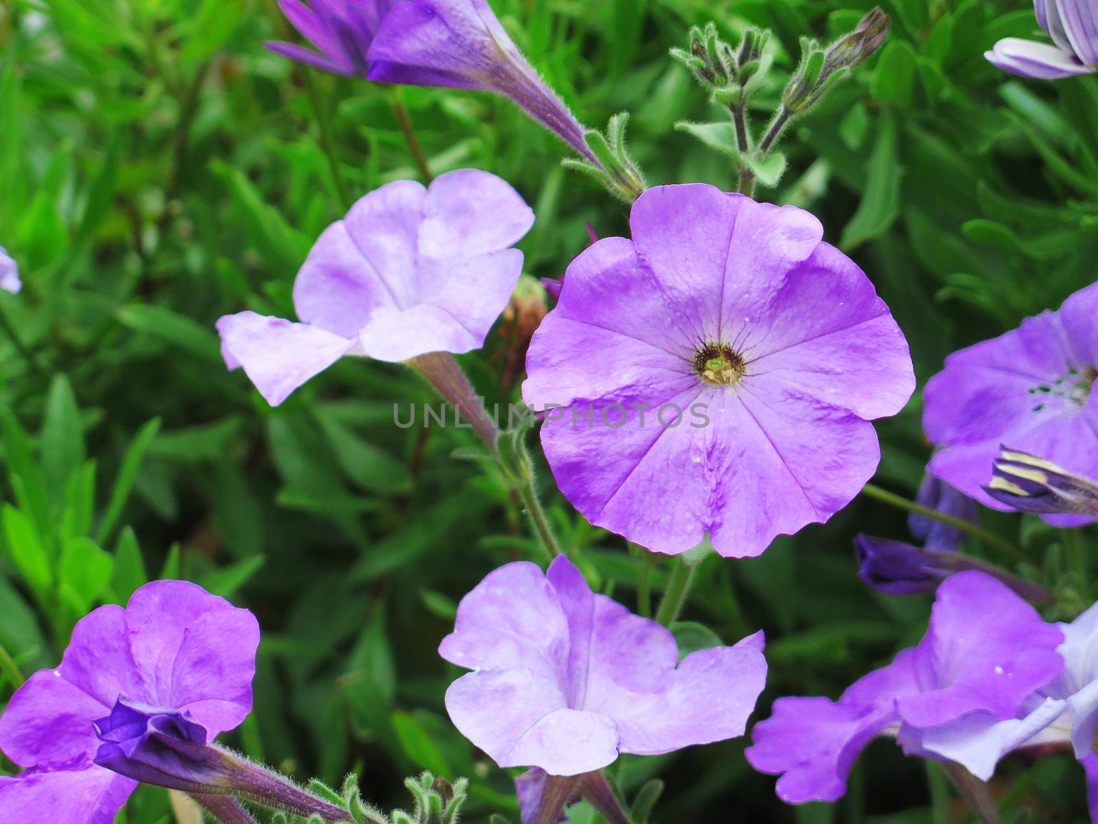 close up picture of a purple geranium flower by aroas