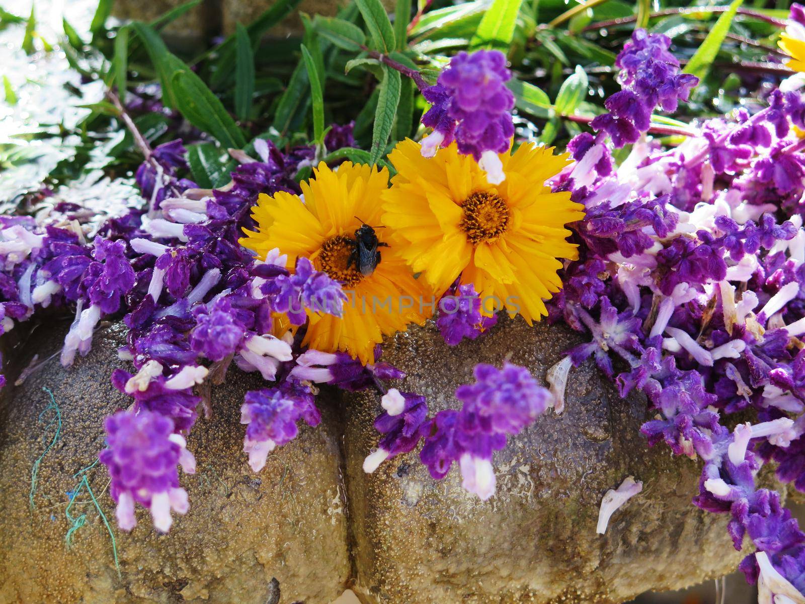 Lavender and sunflower by aroas