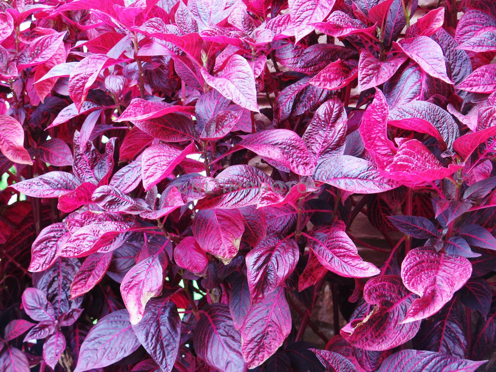 Codiaeum variegatum Purple and red leaves close up