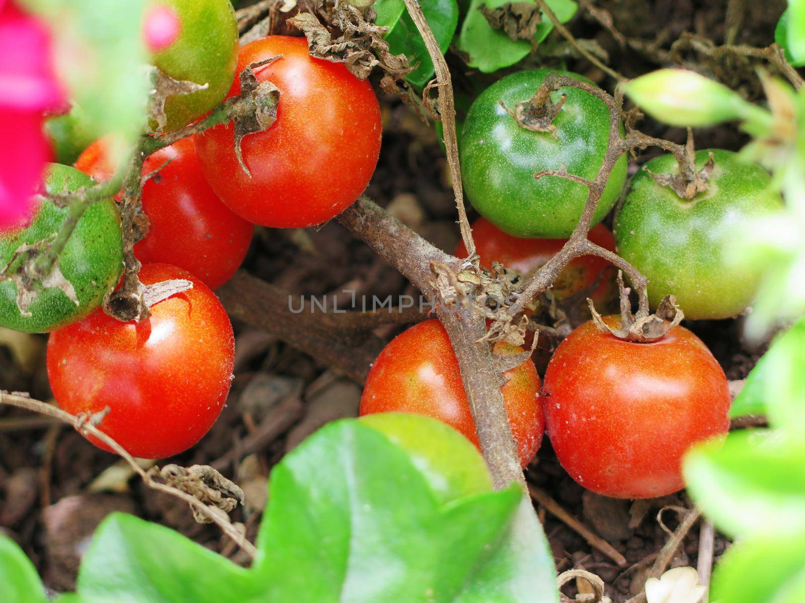 Red cherry tomato ready to be harvested in agricultural field