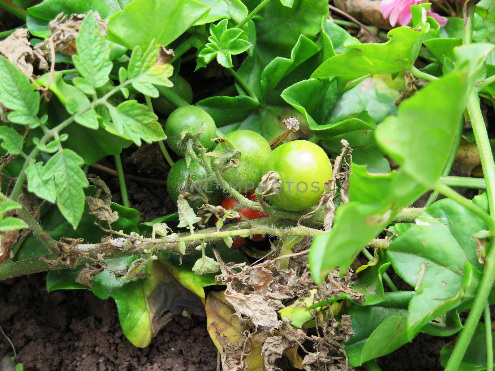 Red cherry tomato ready to be harvested by aroas