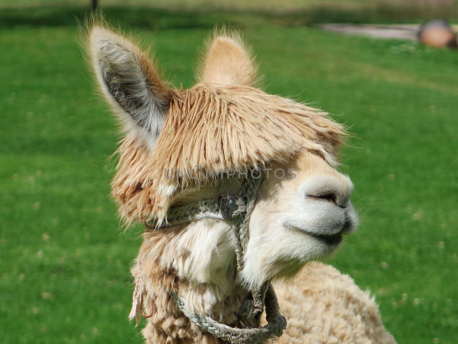 Llama close up, Sacred Valley, Machu Picchu, Cuzco, Peru by aroas