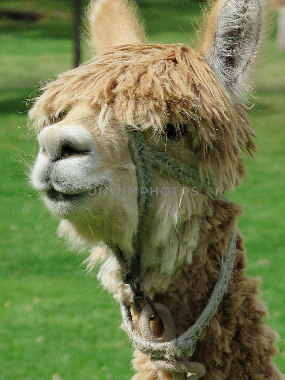 Llama close up, Sacred Valley, Machu Picchu, Cuzco, Peru by aroas