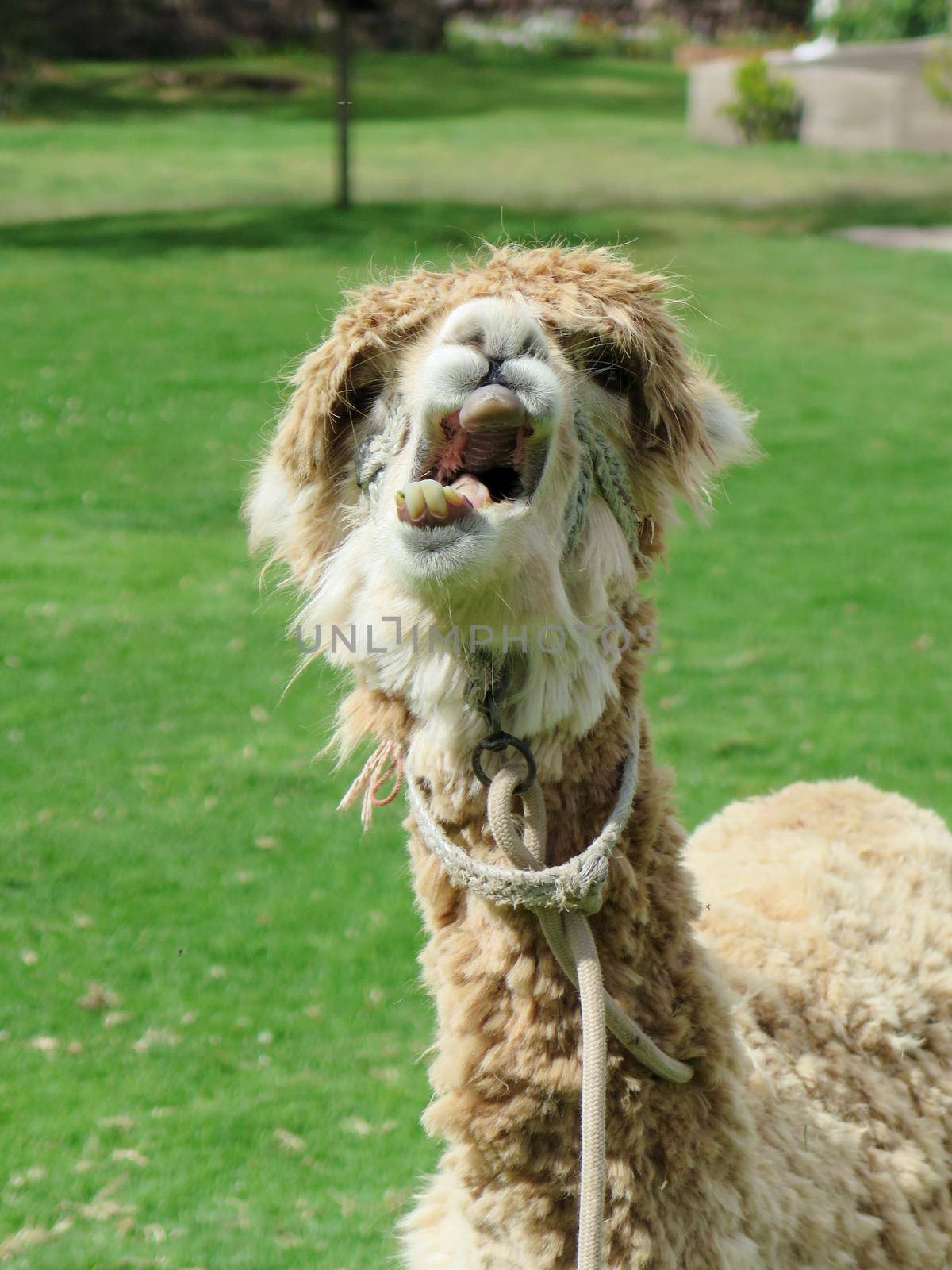 Llama close up, Sacred Valley, Machu Picchu, Cuzco, Peru by aroas