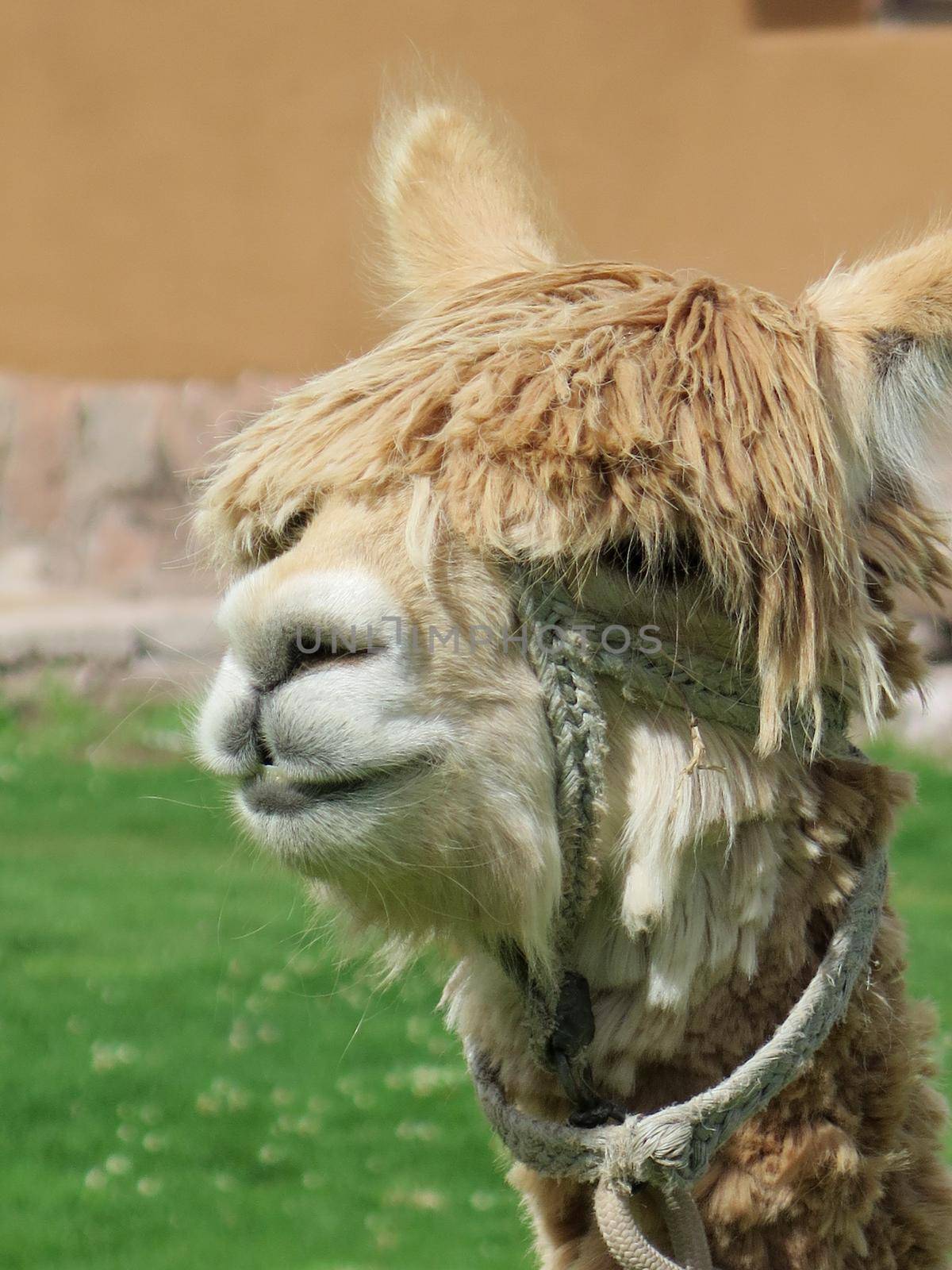 Llama close up, Sacred Valley, Machu Picchu, Cuzco, Peru by aroas