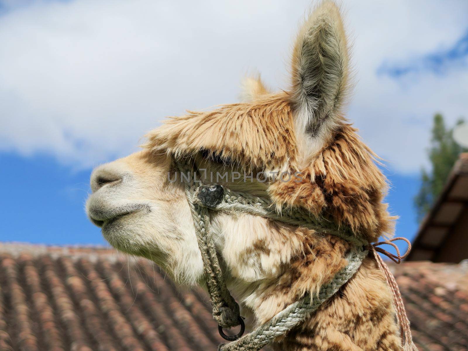 Llama close up, Sacred Valley, Machu Picchu, Cuzco, Peru by aroas