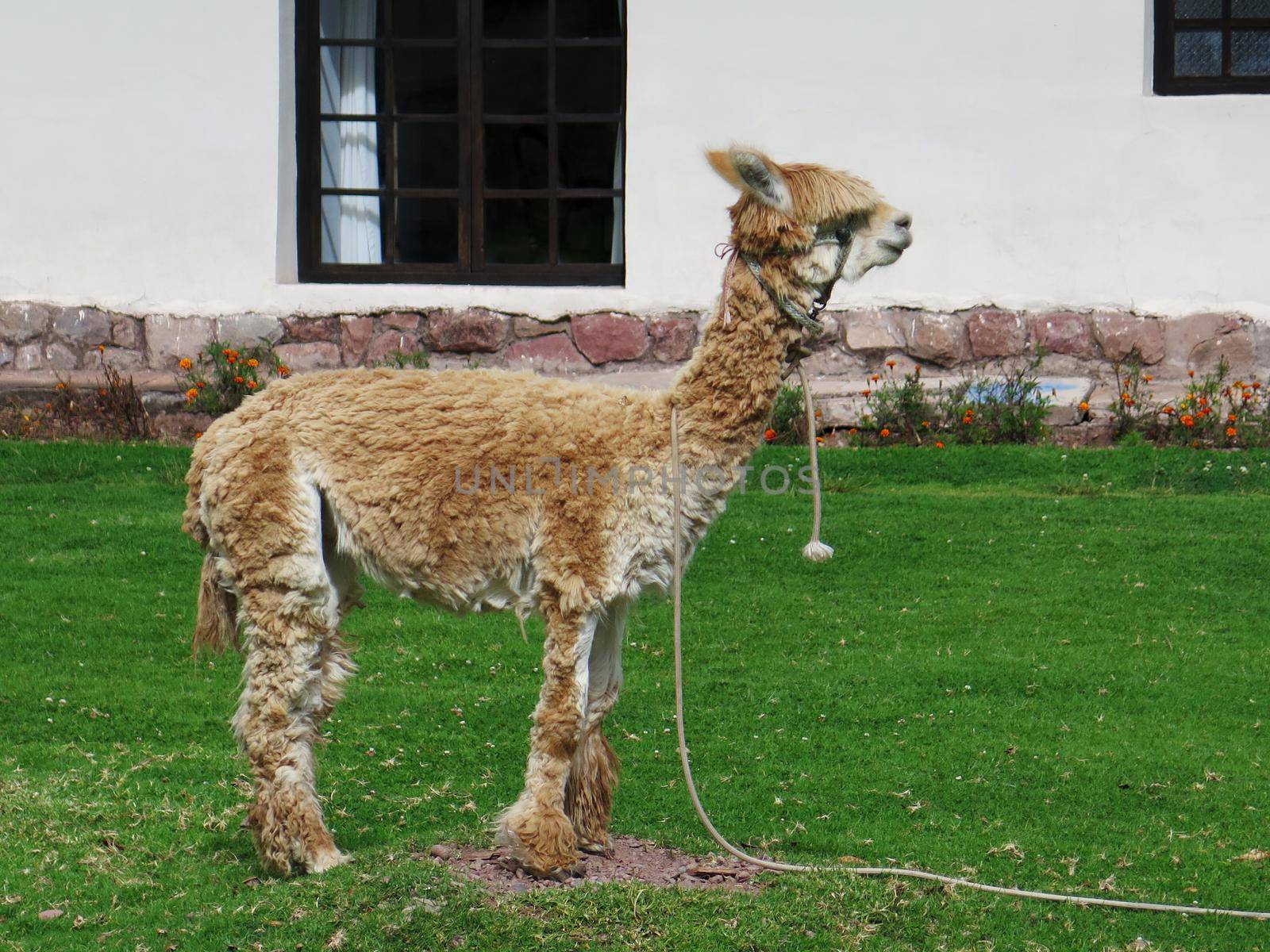 Llama close up, Sacred Valley, Machu Picchu, Cuzco, Peru by aroas