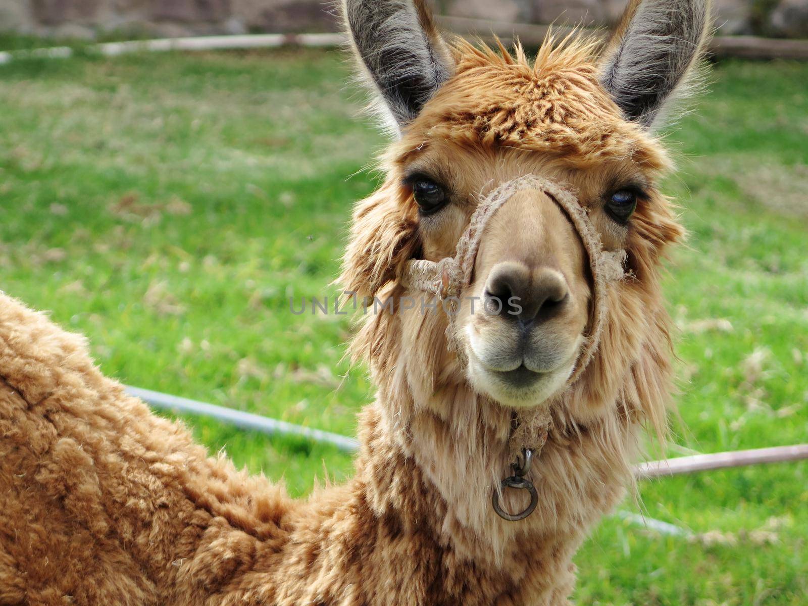 Close-up of llama, Sacred Valley, Machu Picchu, Cuzco, Peru