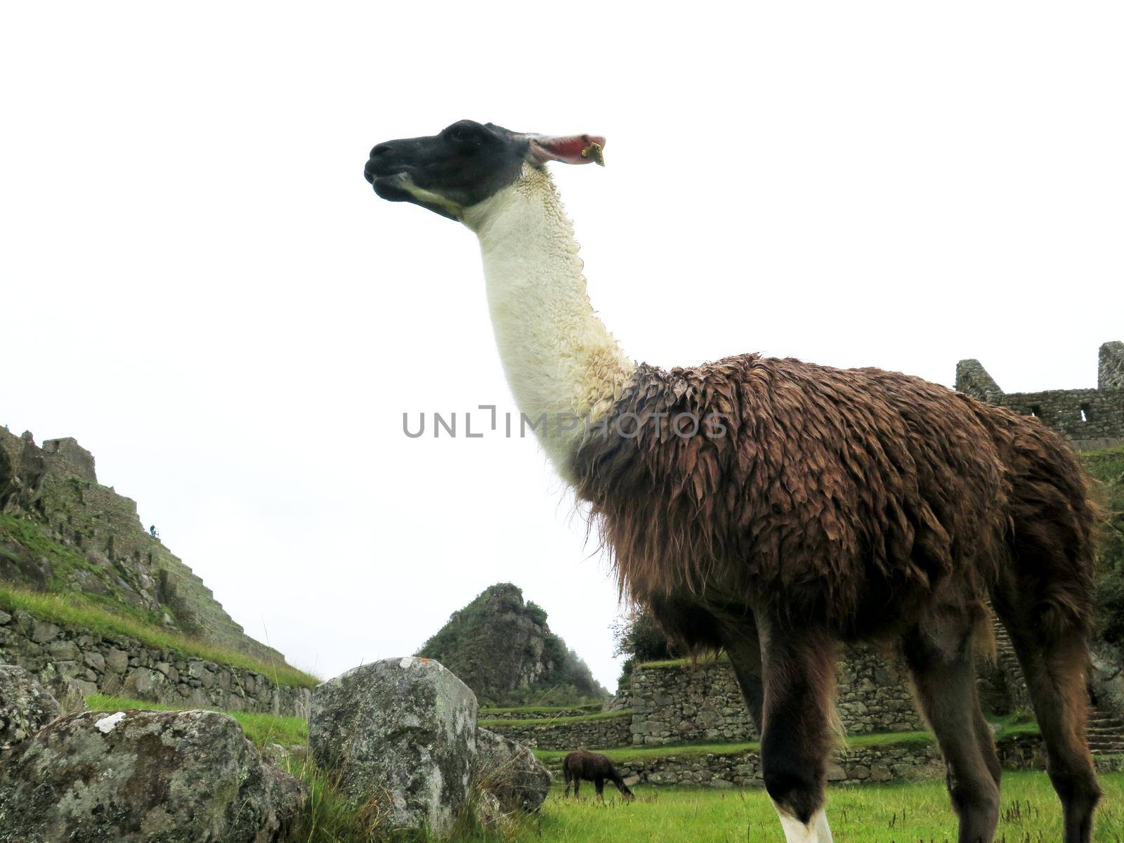 Llama at terraces and ancient houses Machu Picchu by aroas