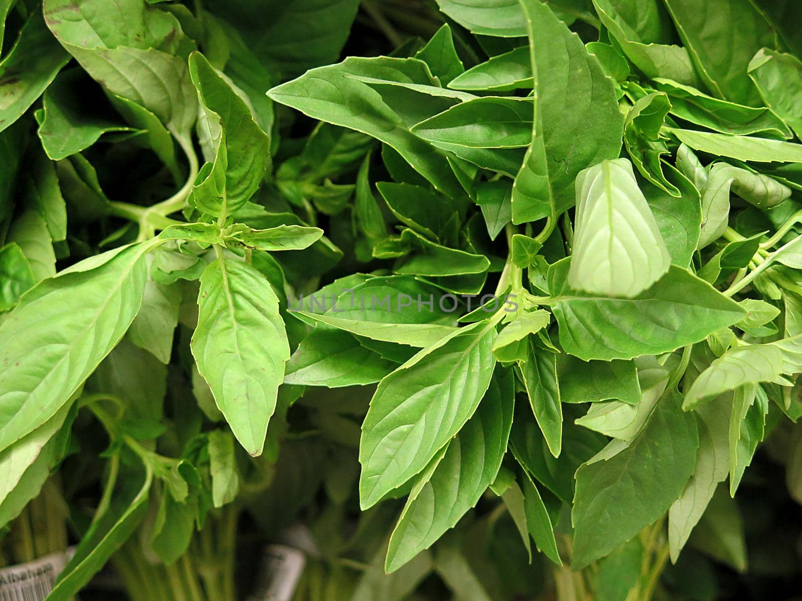 bunch of fresh basil background