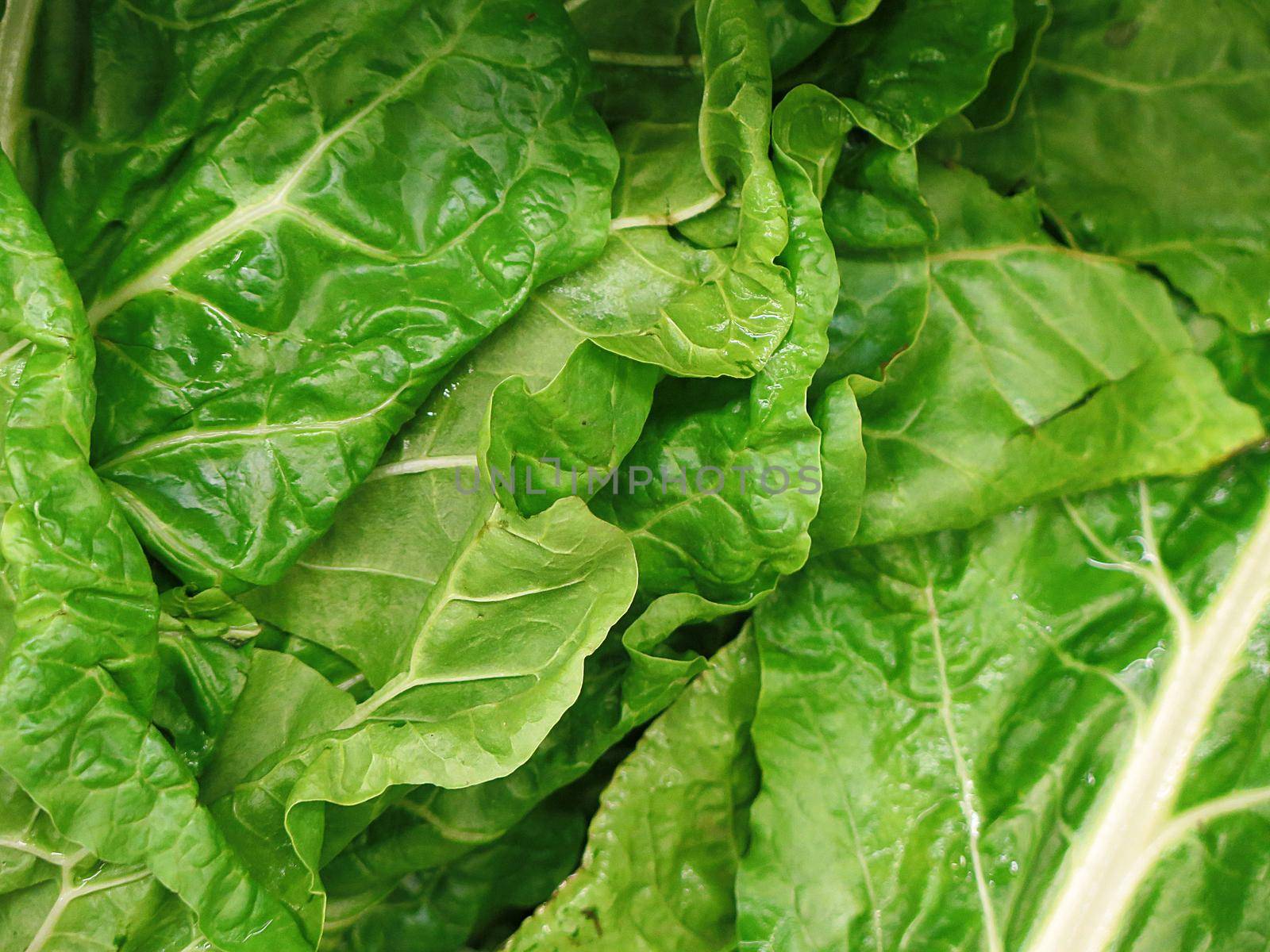 Bunch of Spinach for sale at the Farmers Market