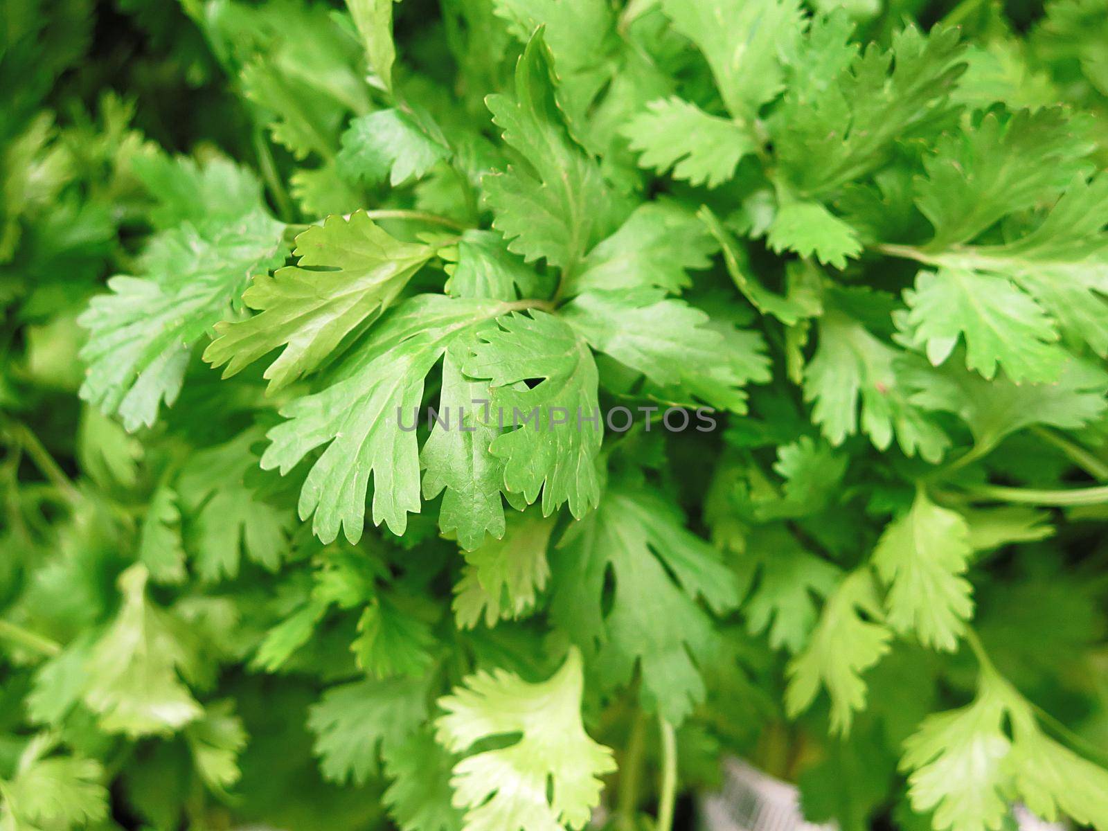 Fresh parsley for sale at the Farmers Market