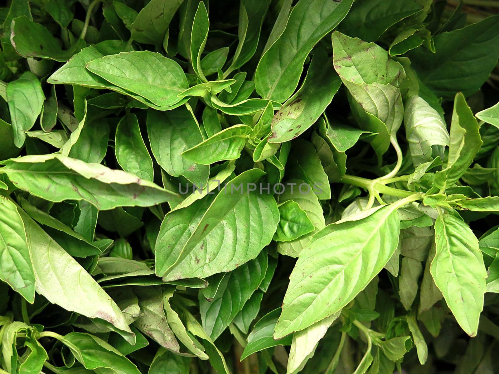 bunch of fresh basil background