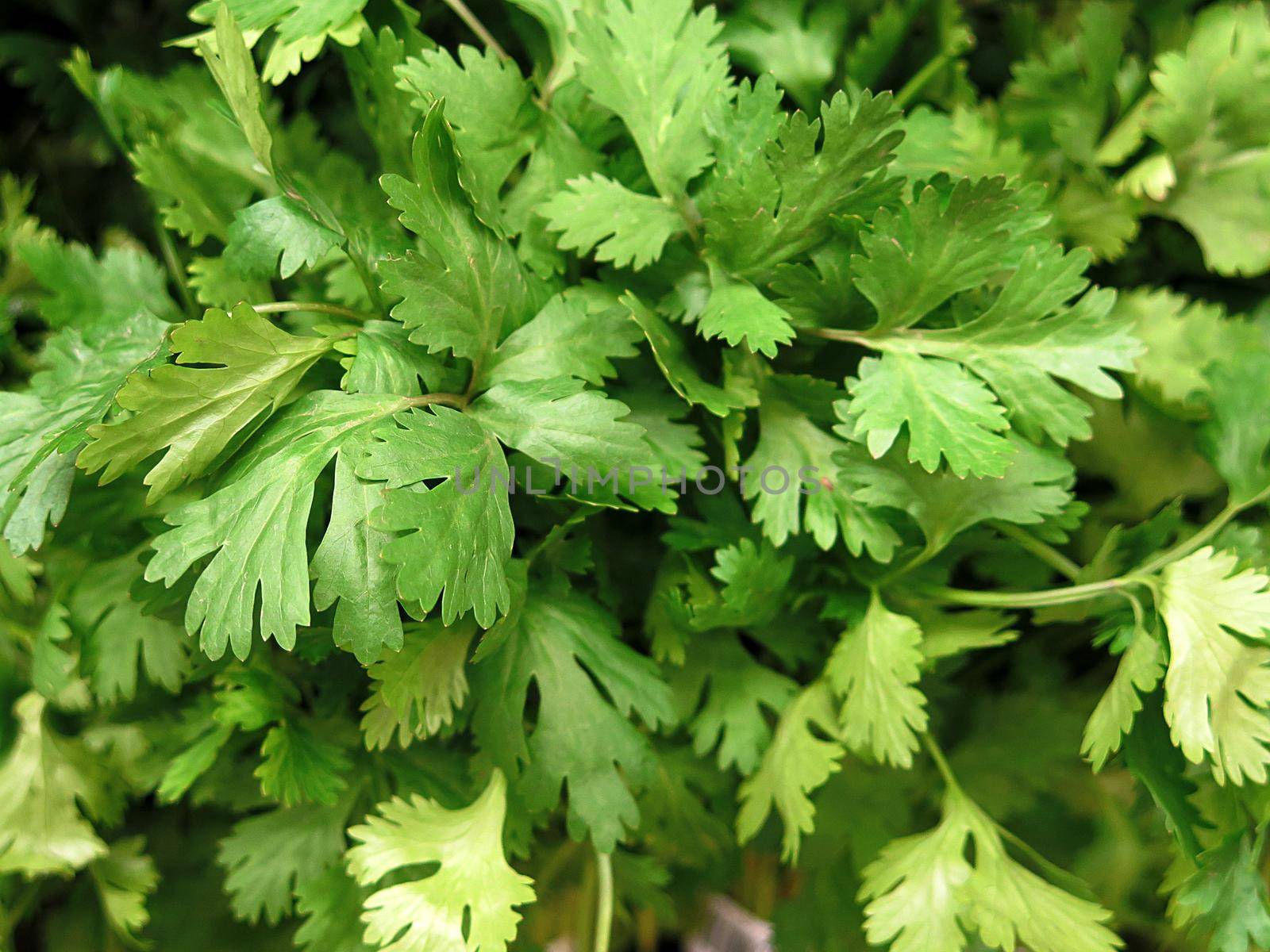 Fresh parsley for sale at the Farmers Market