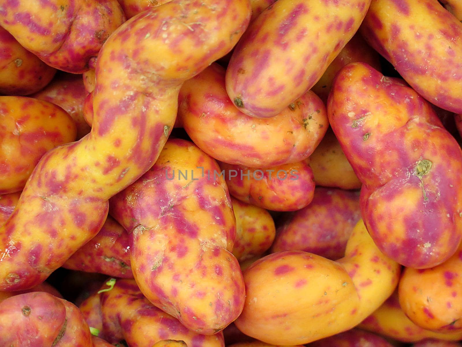 Red Olluquito. Peruvian tuber for sale at the Farmers Market