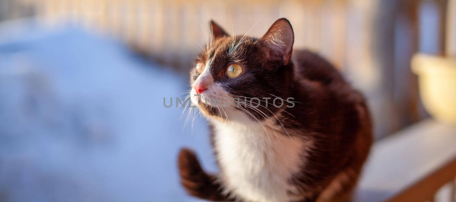 A cute kitten sits on a wooden fence outside in winter. A brown, fluffy cat basks in the sun in winter. 