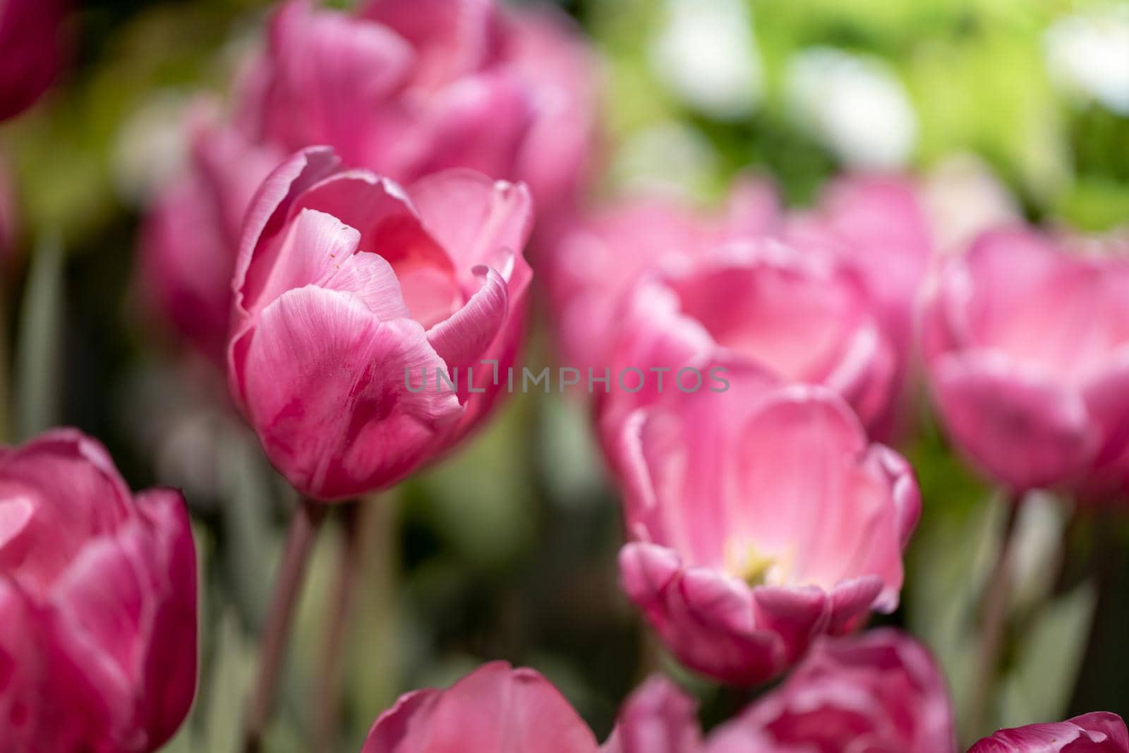 Beautiful bouquet of tulips. colorful tulips. nature background by teerawit