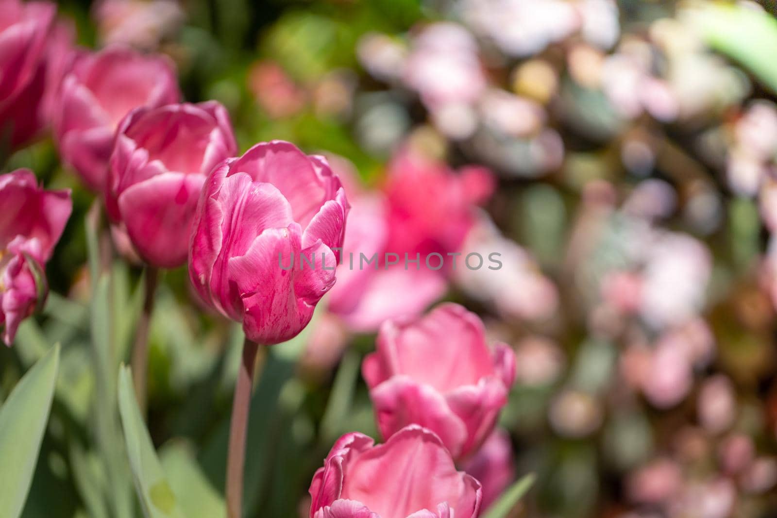 Beautiful bouquet of tulips. colorful tulips. nature background by teerawit