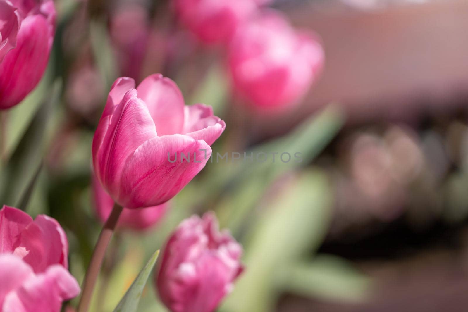 Beautiful bouquet of tulips. colorful tulips. nature background by teerawit