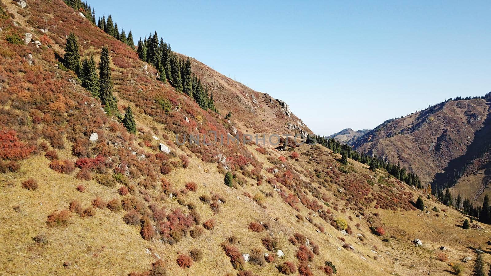 Autumn in the mountains. Yellow grass, green firs. View of the gorge from above, from a drone. High hills, a snow peak in the distance. Spruce trees and bushes grow. In some places steep cliffs.