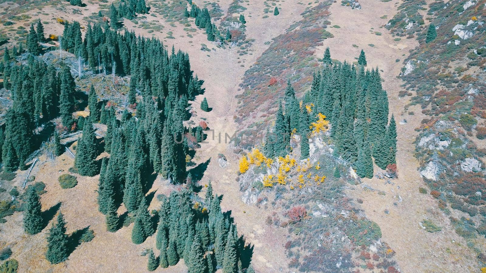 Autumn in the mountains. Yellow grass, green firs. View of the gorge from above, from a drone. High hills, a snow peak in the distance. Spruce trees and bushes grow. In some places steep cliffs.