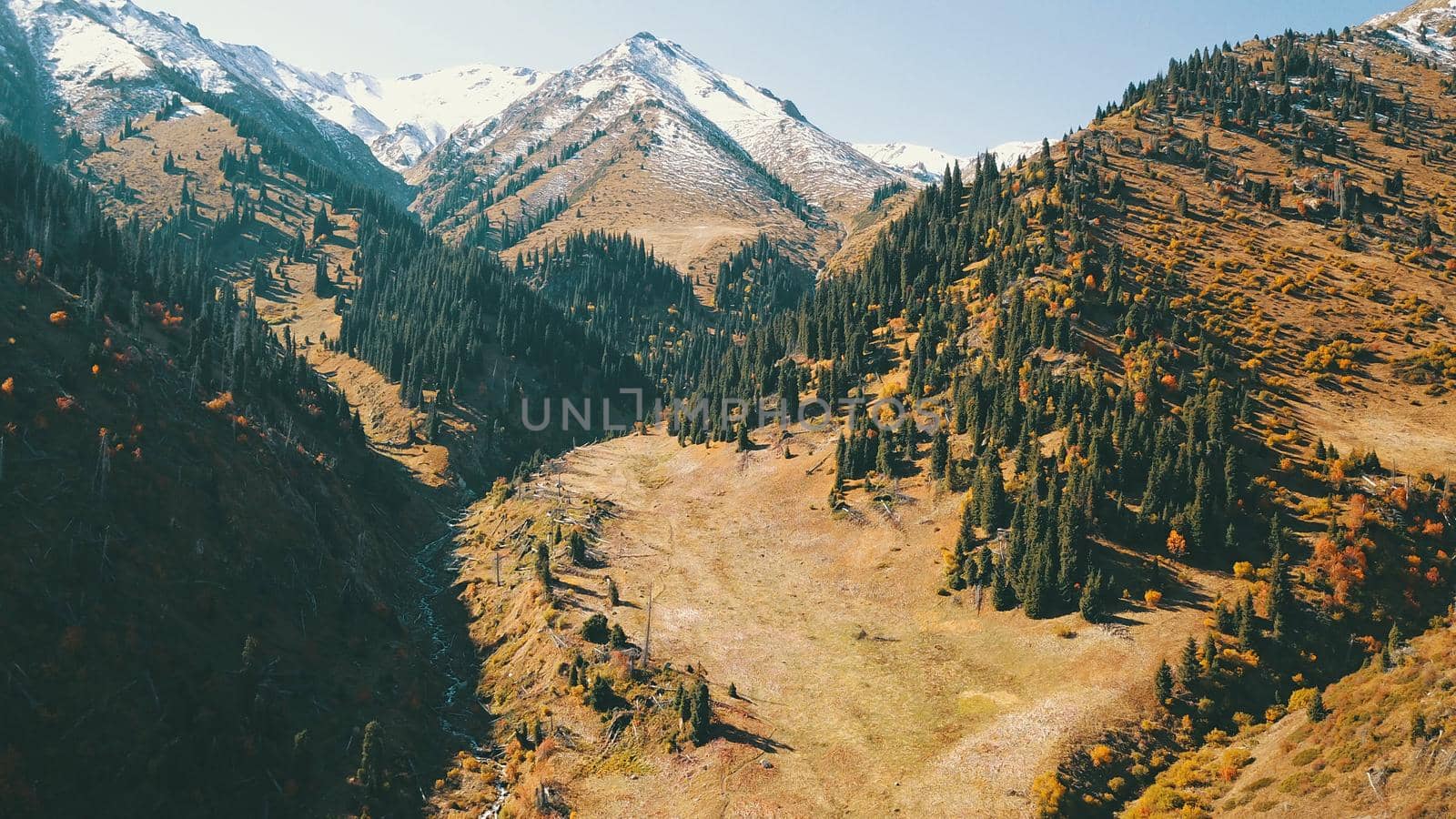 Autumn in the mountains. Yellow grass, green firs. View of the gorge from above, from a drone. High hills, a snow peak in the distance. Spruce trees and bushes grow. In some places steep cliffs.