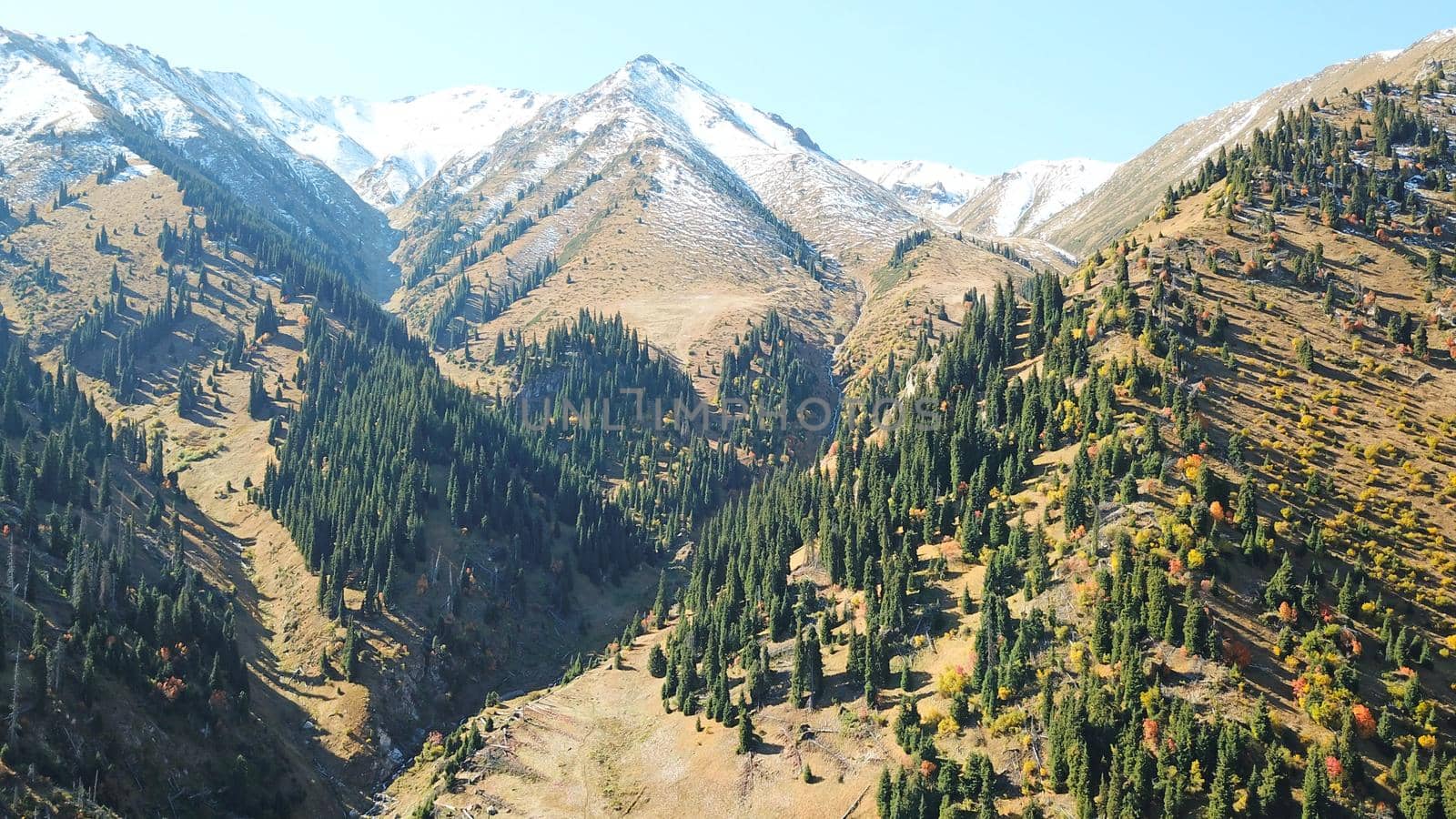 Autumn in the mountains. Yellow grass, green firs. View of the gorge from above, from a drone. High hills, a snow peak in the distance. Spruce trees and bushes grow. In some places steep cliffs.