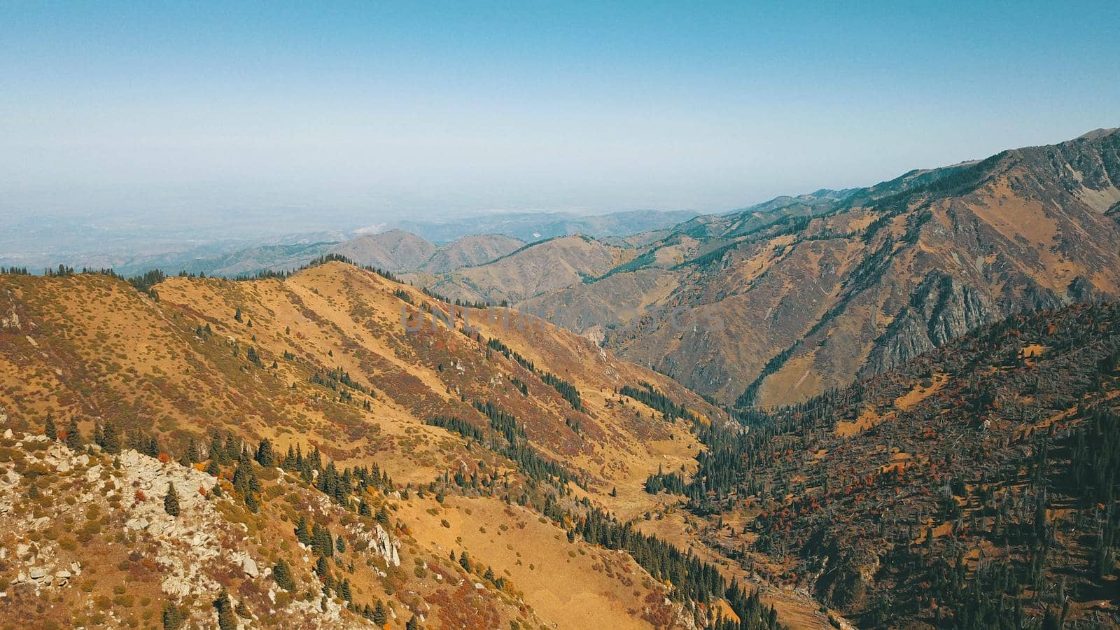 Autumn in the mountains. Yellow grass, green firs. View of the gorge from above, from a drone. High hills, a snow peak in the distance. Spruce trees and bushes grow. In some places steep cliffs.