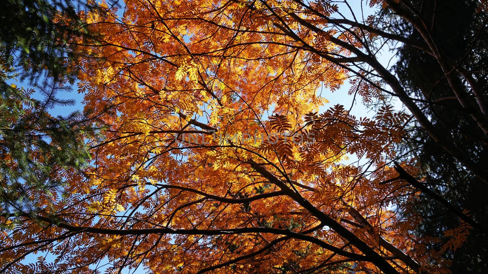 Autumn landscape of mountains and forests. by Passcal