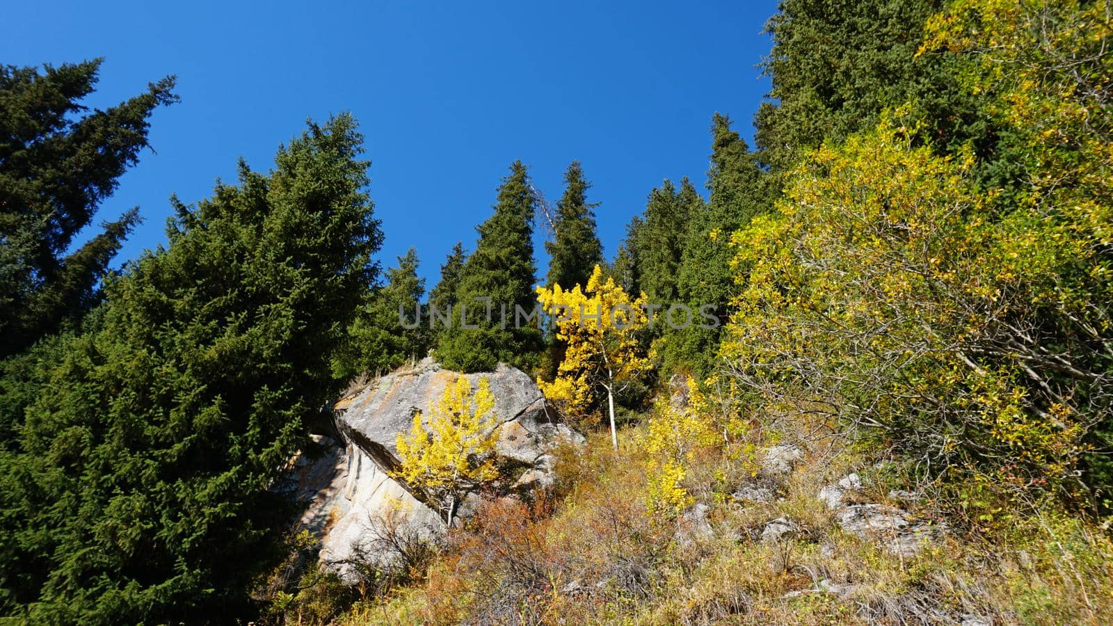 Landscape of autumn mountains and forests. Leaves on trees and bushes, grass shimmer orange-yellow. The fir trees are green, the sky is blue. There is snow on the mountains and hills in some places.