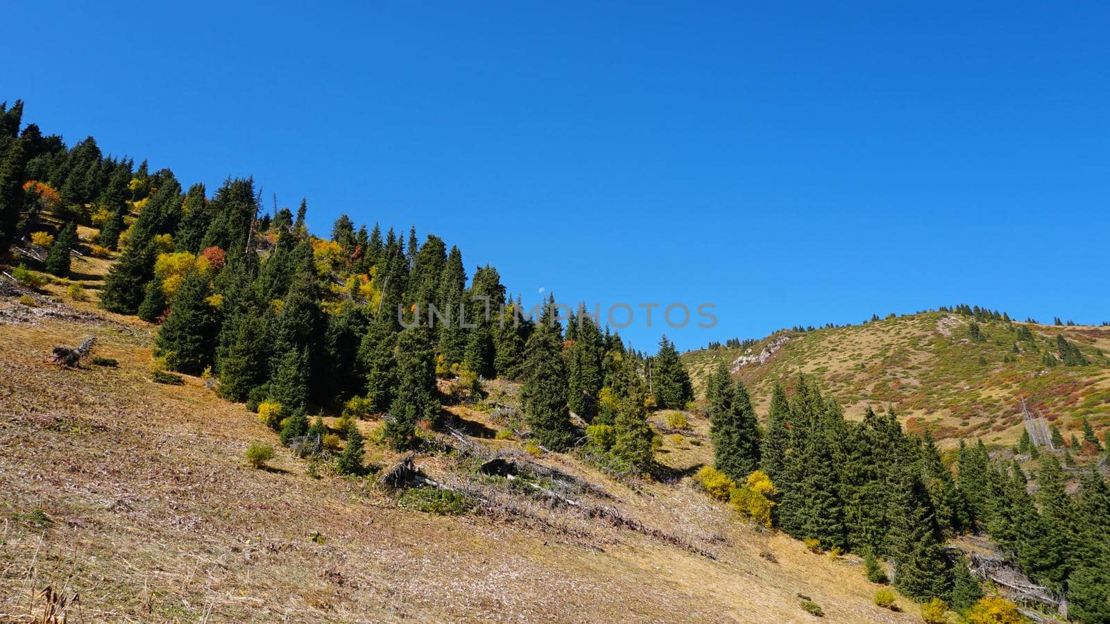 Landscape of autumn mountains and forests. Leaves on trees and bushes, grass shimmer orange-yellow. The fir trees are green, the sky is blue. There is snow on the mountains and hills in some places.