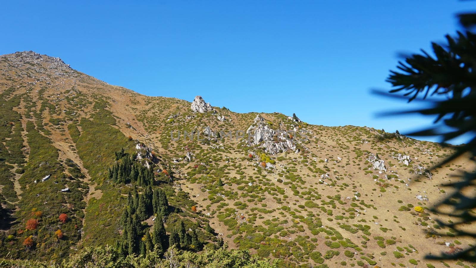 Landscape of autumn mountains and forests. Leaves on trees and bushes, grass shimmer orange-yellow. The fir trees are green, the sky is blue. There is snow on the mountains and hills in some places.