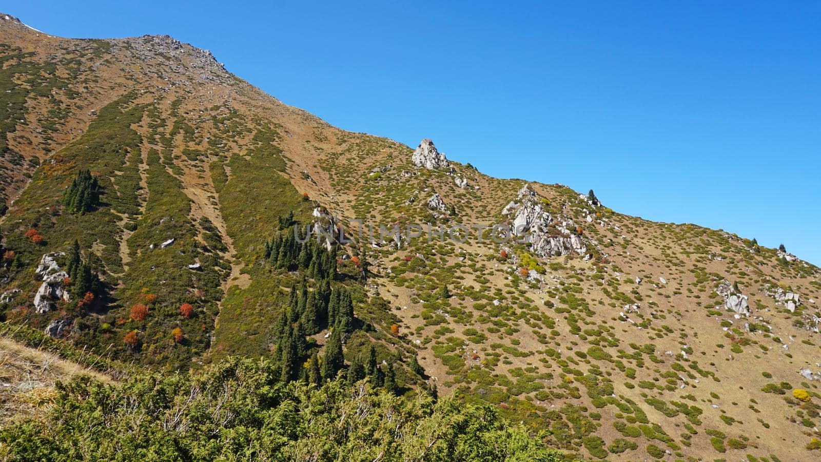 Landscape of autumn mountains and forests. Leaves on trees and bushes, grass shimmer orange-yellow. The fir trees are green, the sky is blue. There is snow on the mountains and hills in some places.