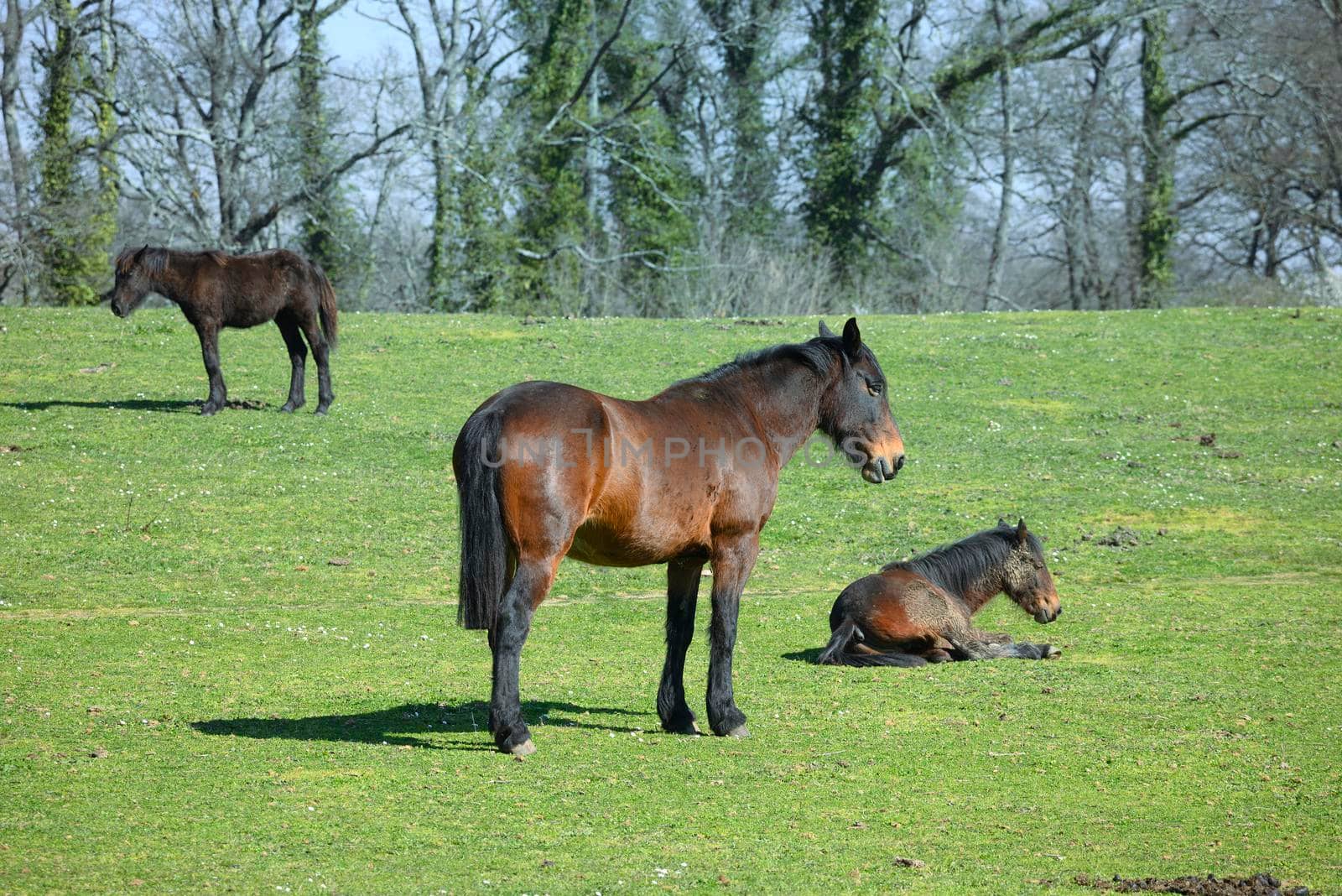 Horses grazing, resting, playing and sleeping on a green grass by AlessandroZocc
