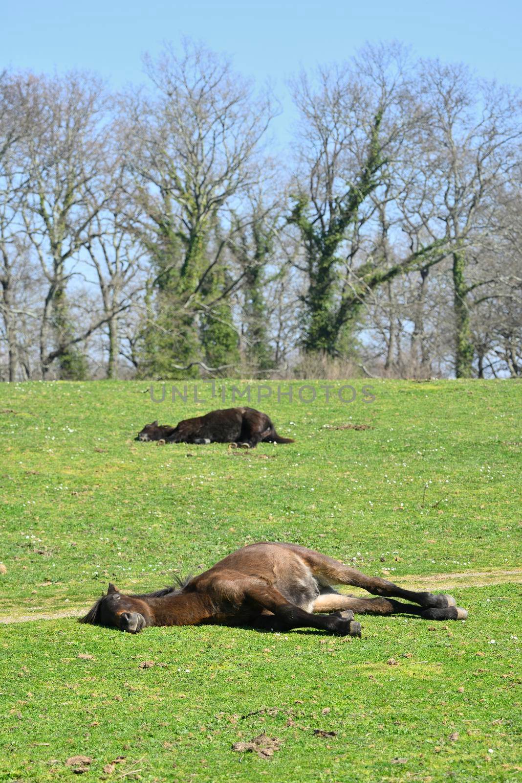 Horses sleeping on a green grass under the sun.